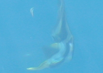 Huge batfish at the boat.