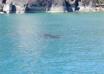 Devil ray with 8 foot 'wingspan'
